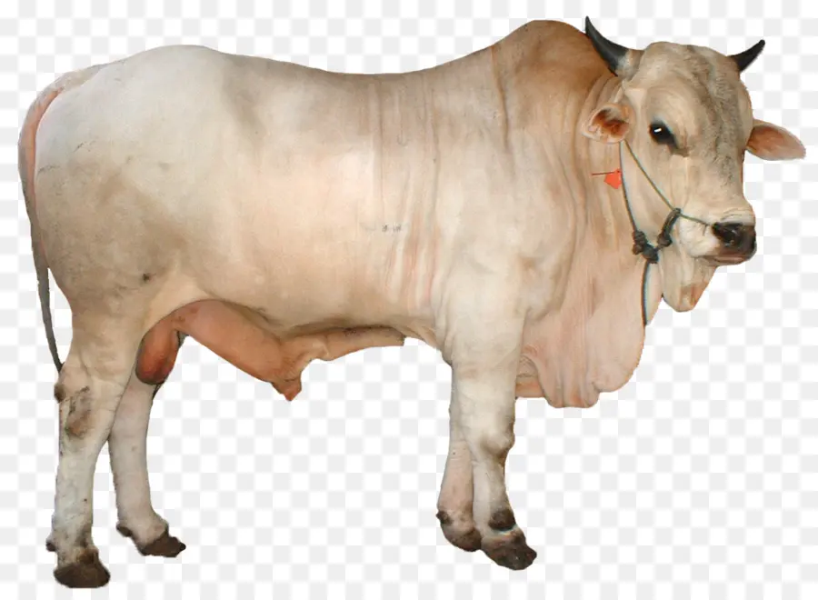 Toro，Ganado PNG