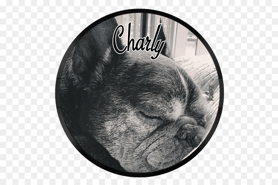 Bulldog Francés，Cachorro PNG