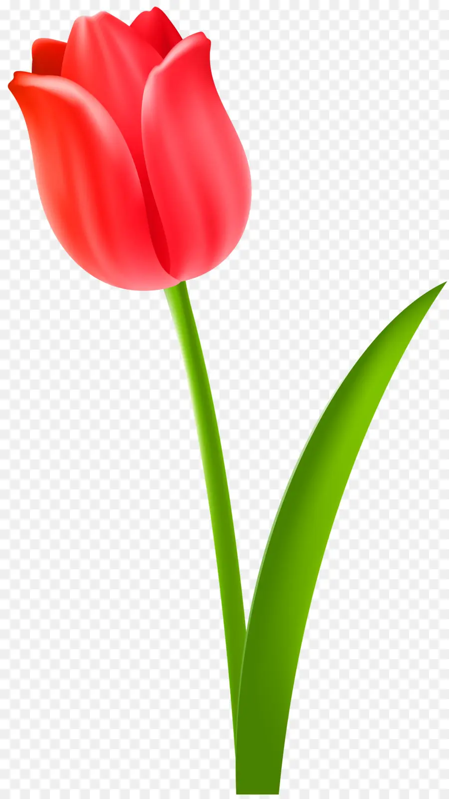 Tulipán Rojo，Provenir PNG