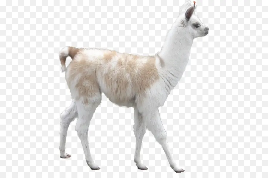 Llama，Alpaca PNG