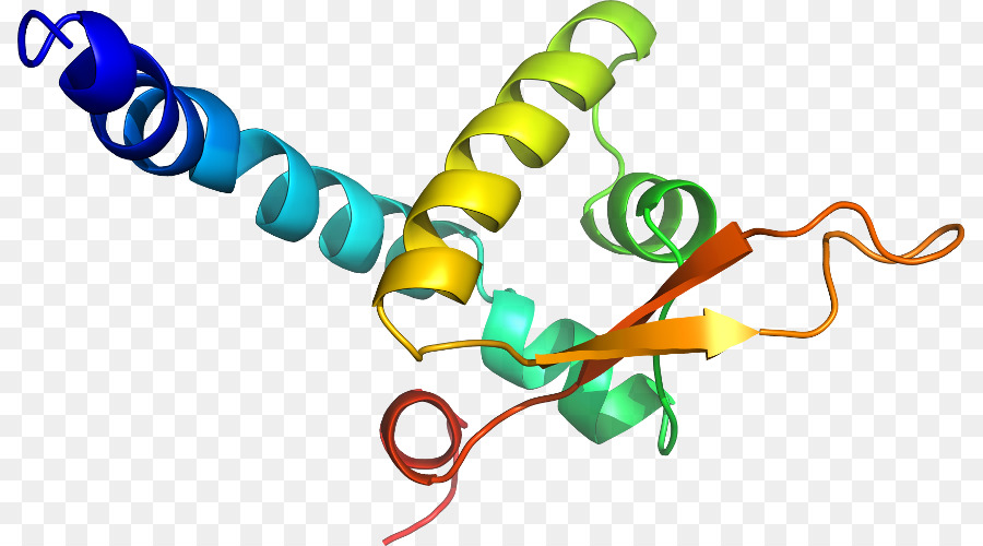 Estructura De La Proteína，Biología PNG