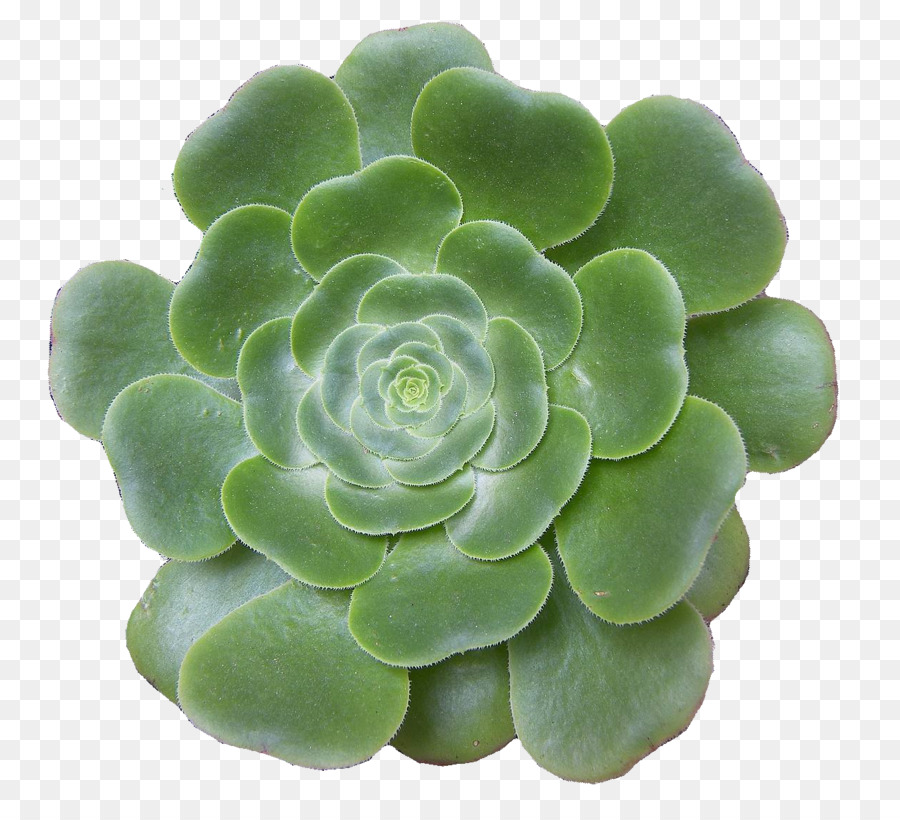 Planta，Echeveria PNG