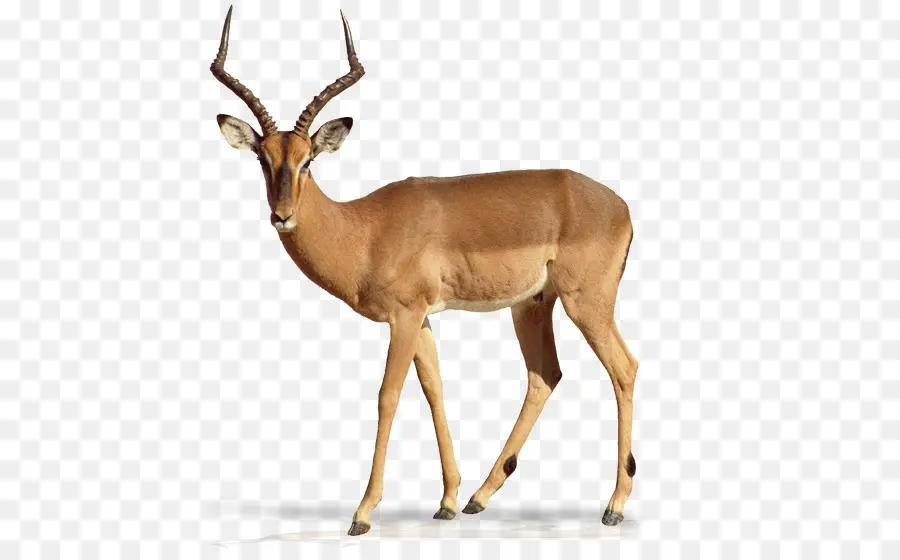 Impala，Antílope PNG