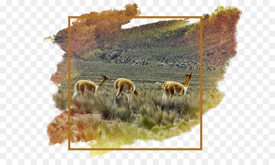 Alpaca，Alfombra PNG