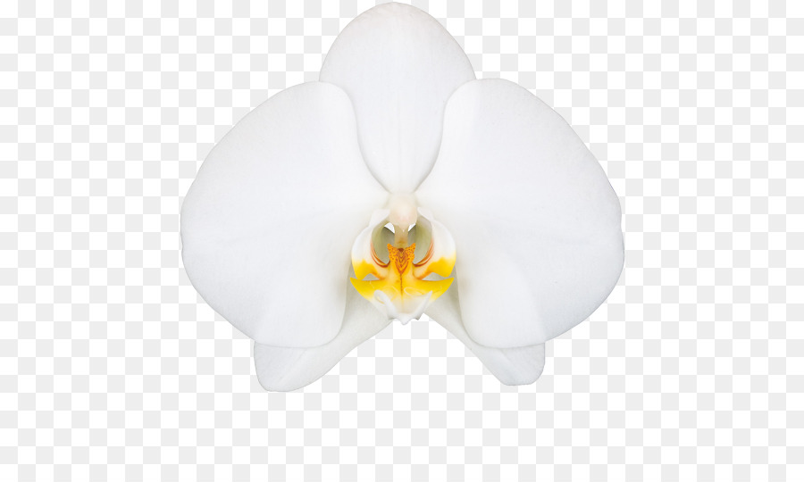 Orquídea Amarilla，Planta PNG