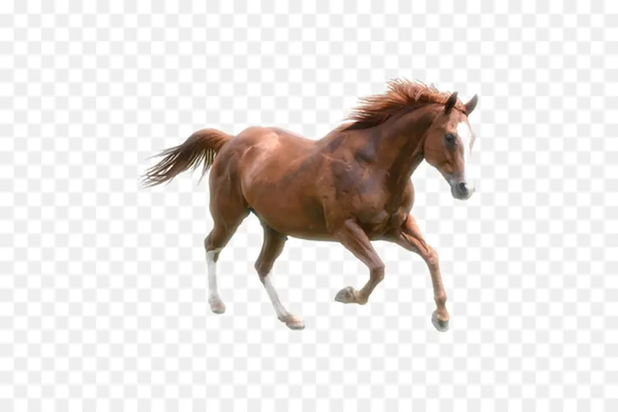 El Kazajo Caballo，Descargar PNG