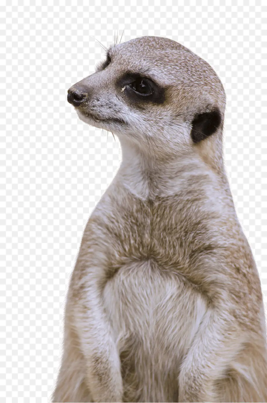 Suricata，De Pie PNG