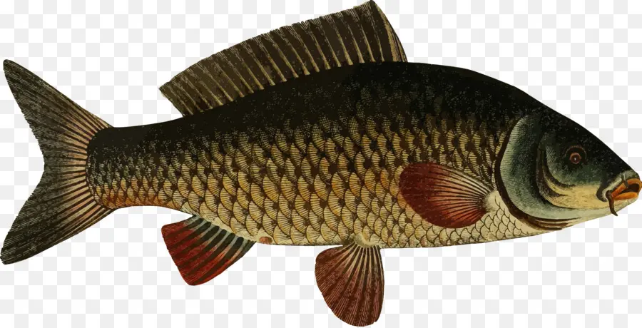 Koi，La Carpa PNG