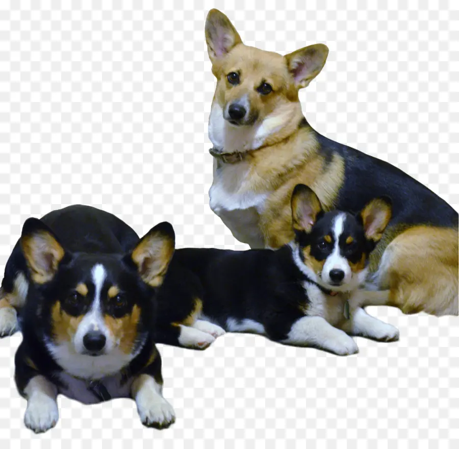 Cardigan Welsh Corgi，Pembroke Welsh Corgi PNG