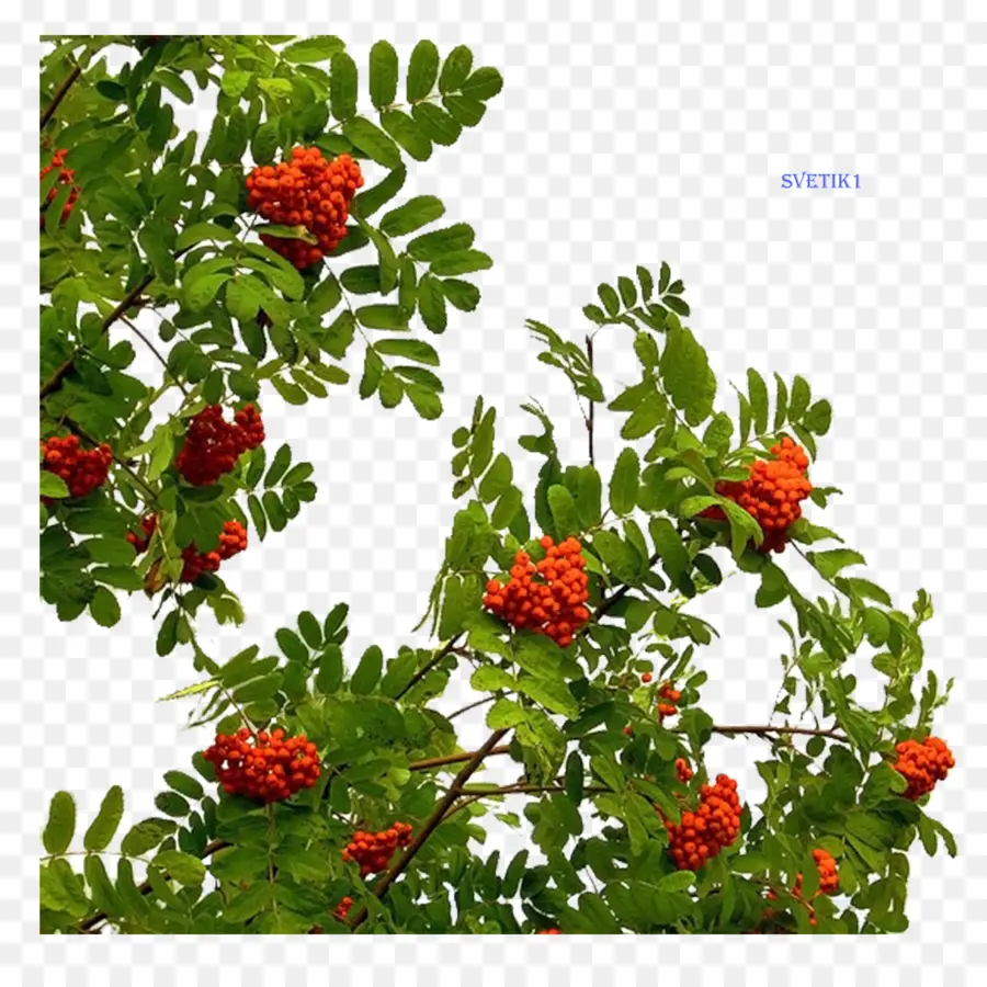 Frutos Rojos，Hojas PNG