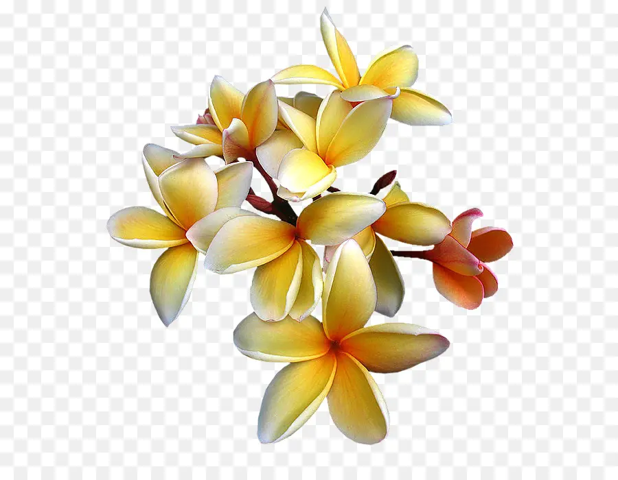 Flor，Frangipani PNG