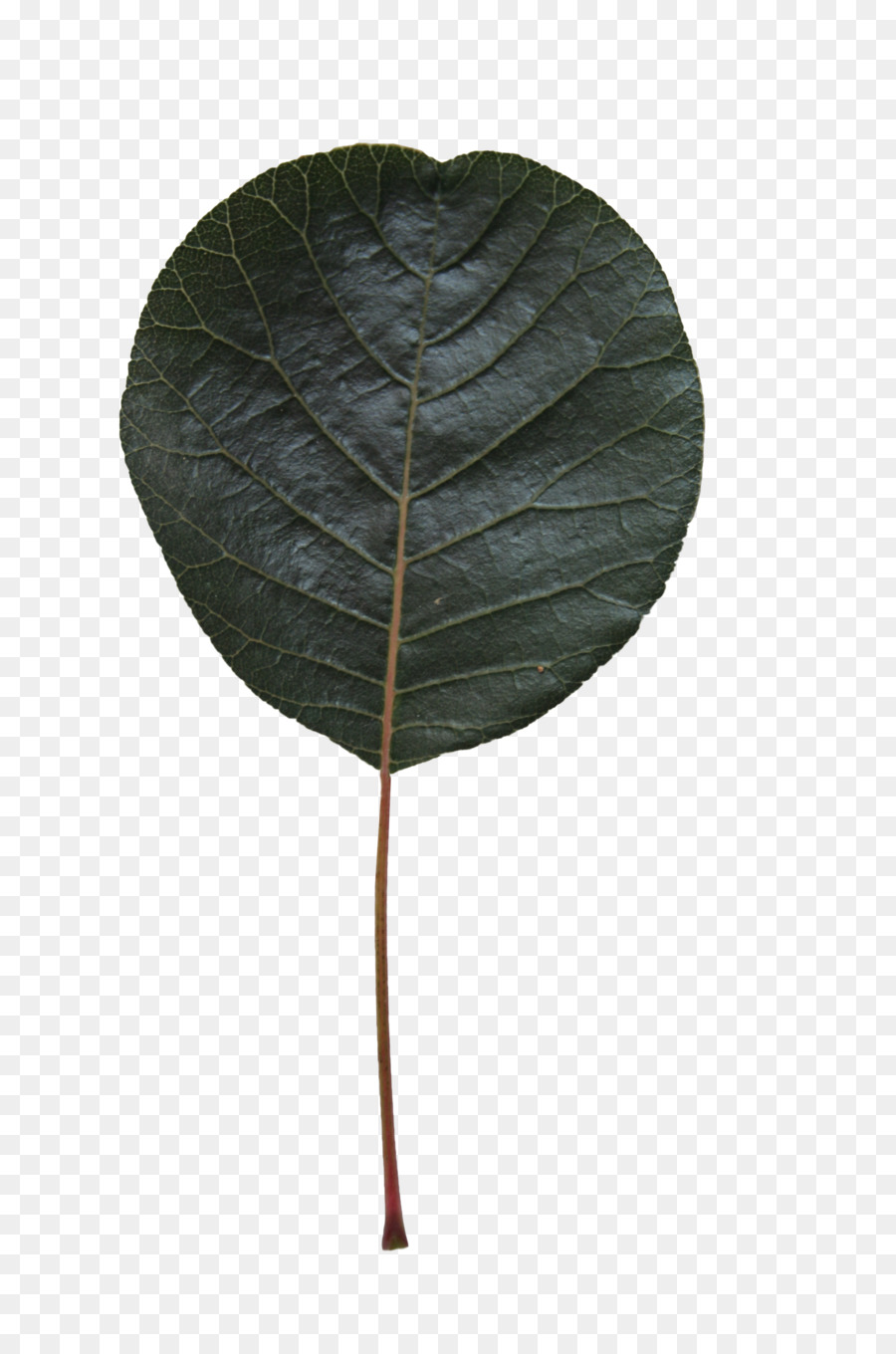 Hoja，Planta PNG