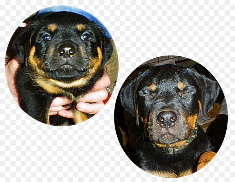 Rottweiler，Cachorro PNG