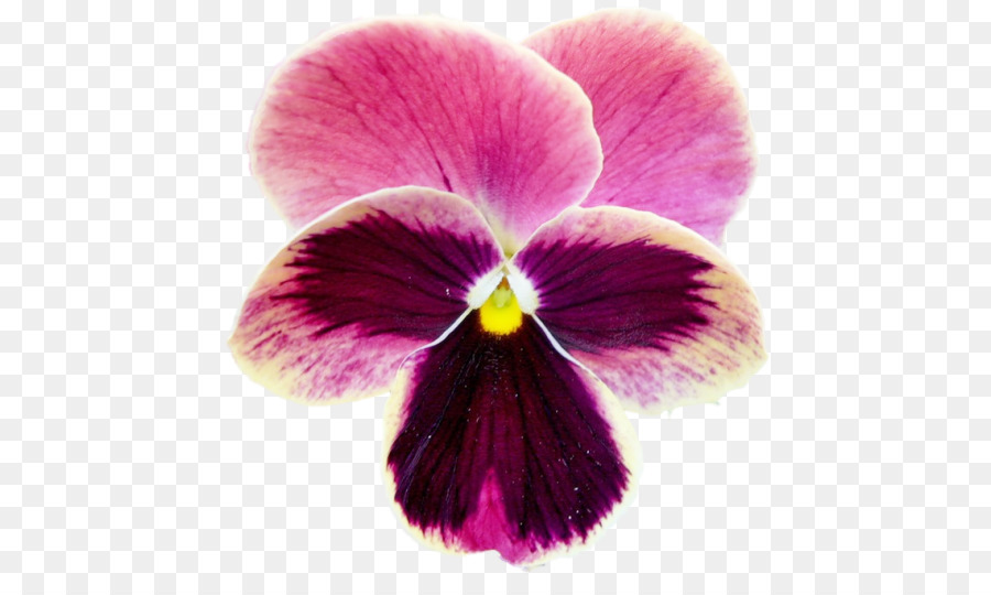 Pansy，Violeta PNG