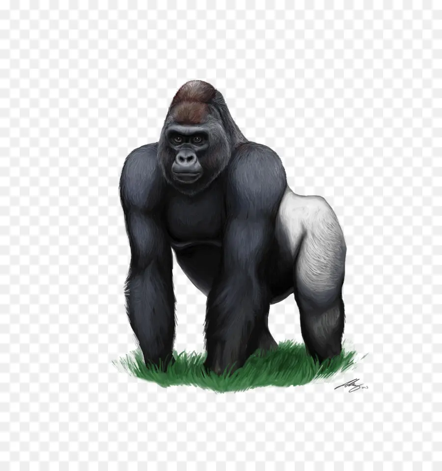 Gorila，Gorila De Montaña PNG