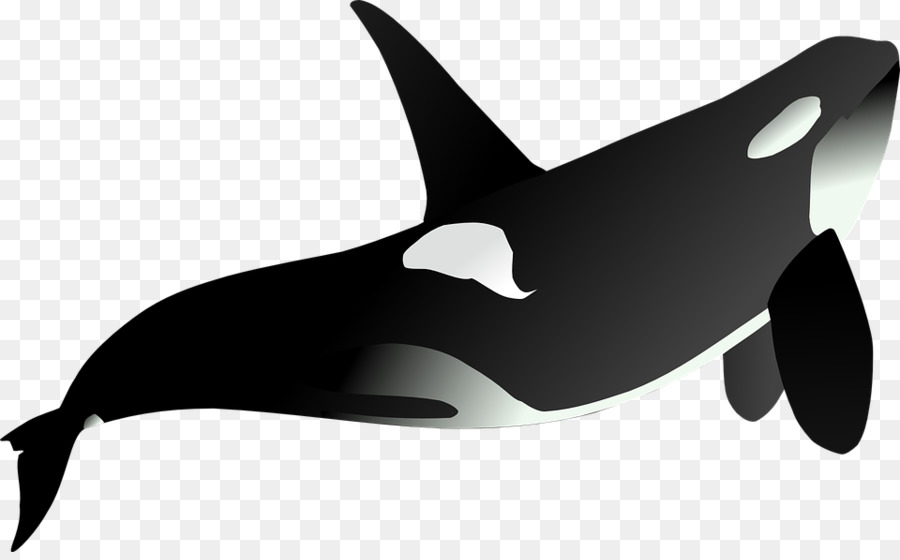 Tiburón，Orca PNG