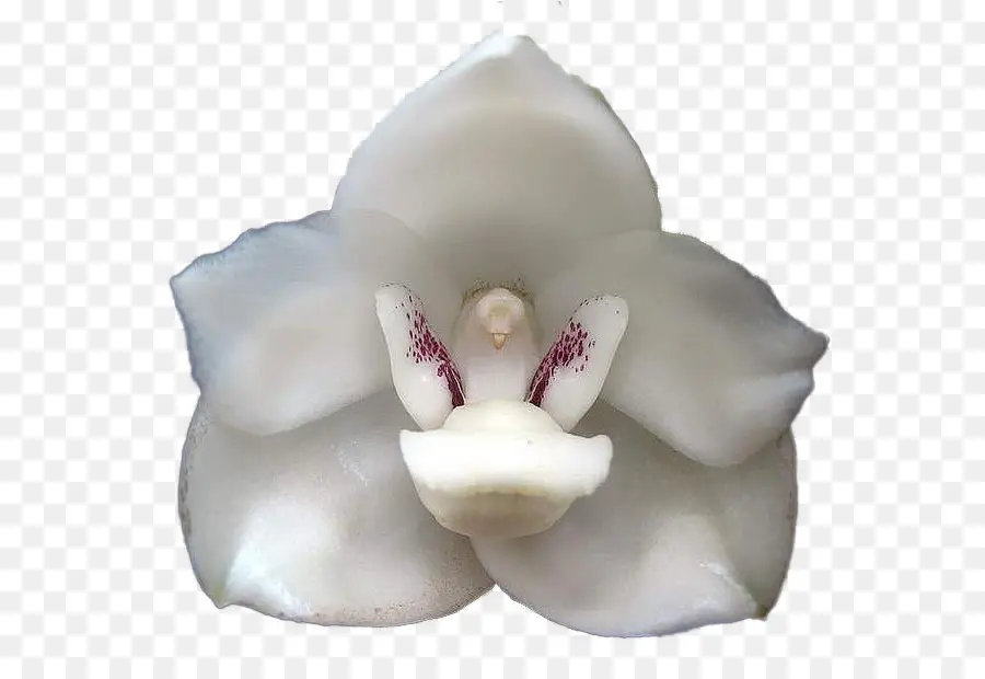 Peristeria Elata，Flor PNG