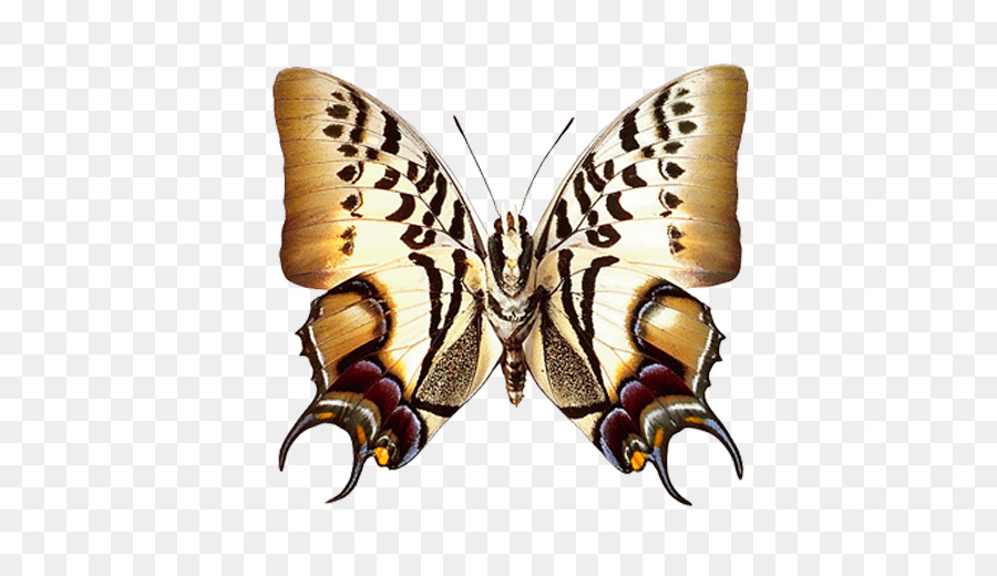 Mariposa，Alas PNG