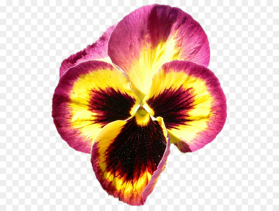 Pansy，Púrpura PNG