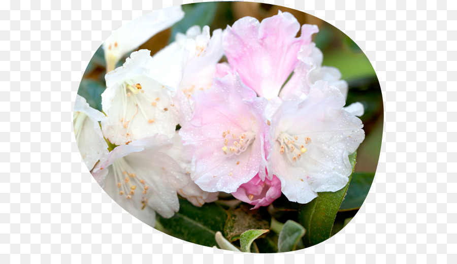 Azalea，Rododendro PNG