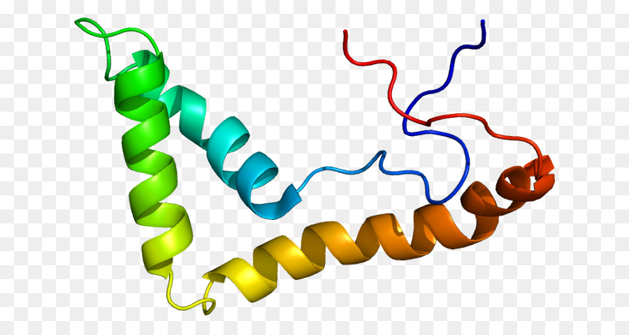 Estructura Proteica，Biología PNG