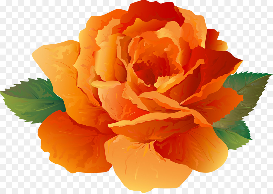 Clavel Naranja，Florecer PNG