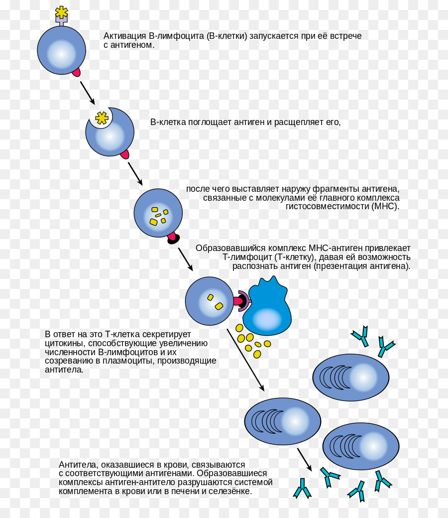 Respuesta Inmune，Células PNG