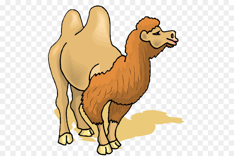 Camello Bactriano，Miniatura PNG