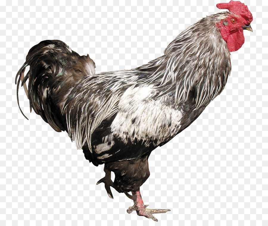 Gallo，Pollo PNG