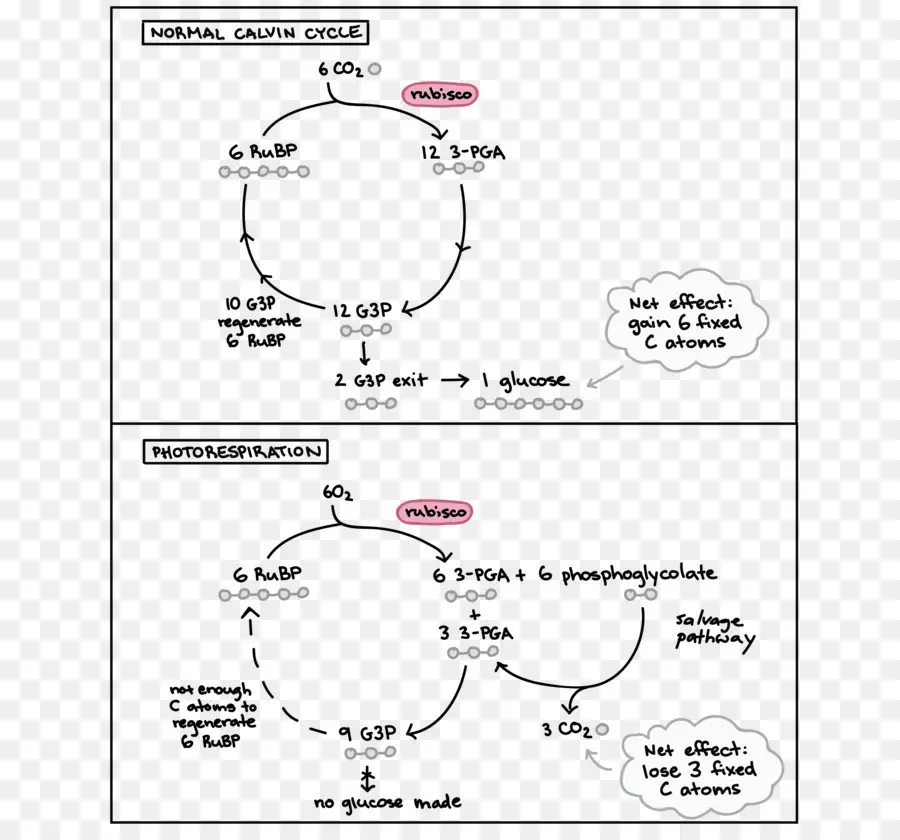 La Fotorrespiración，C3 Fijación De Carbono PNG