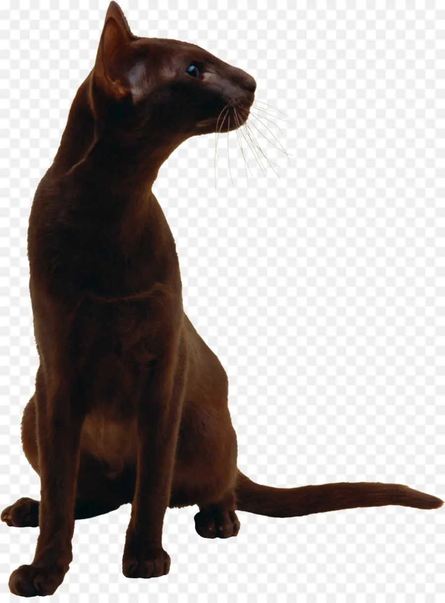 Gato Negro，Mascota PNG