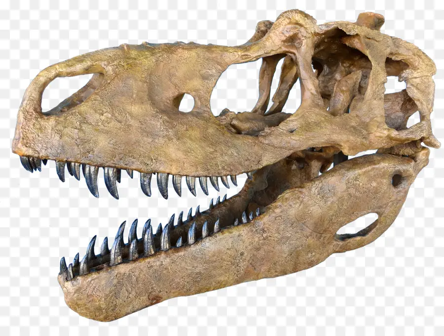 Daspletosaurus，Tyrannosaurus PNG