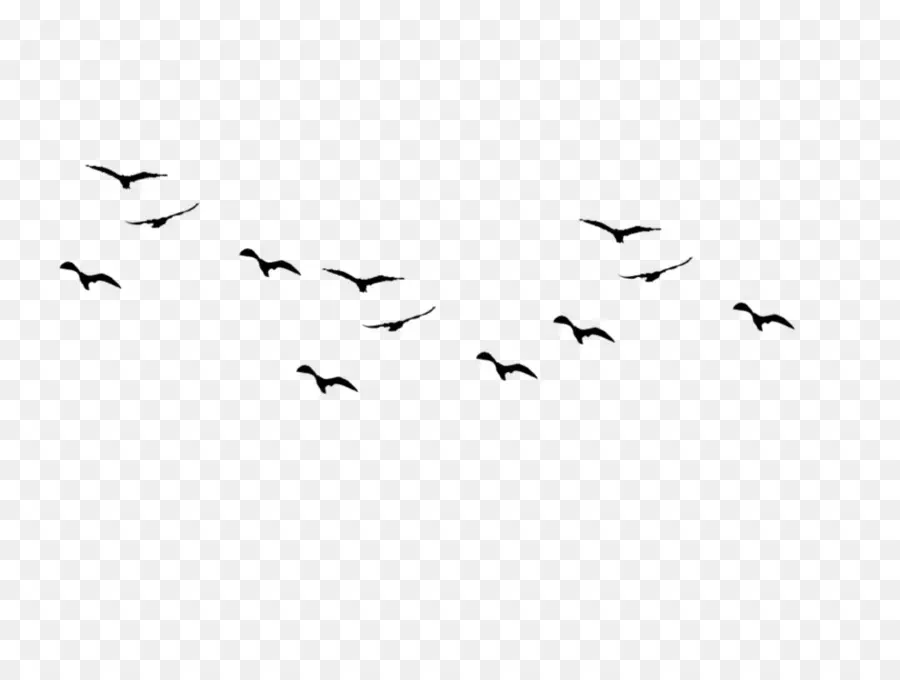 Pájaro，Las Aves En Vuelo PNG