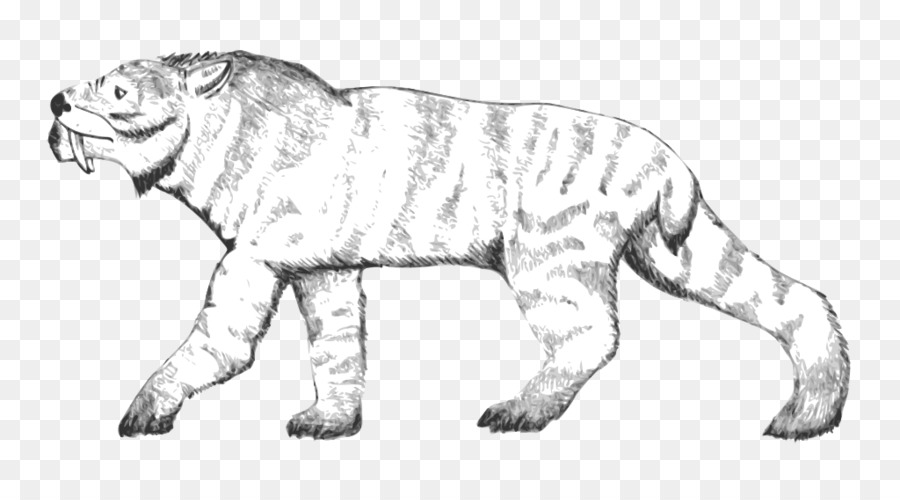 León，Wildcat PNG