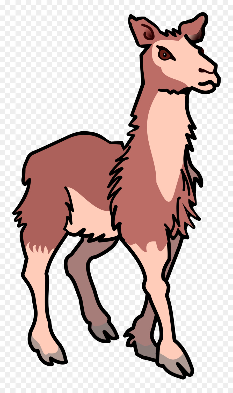 Llama，Mamífero PNG