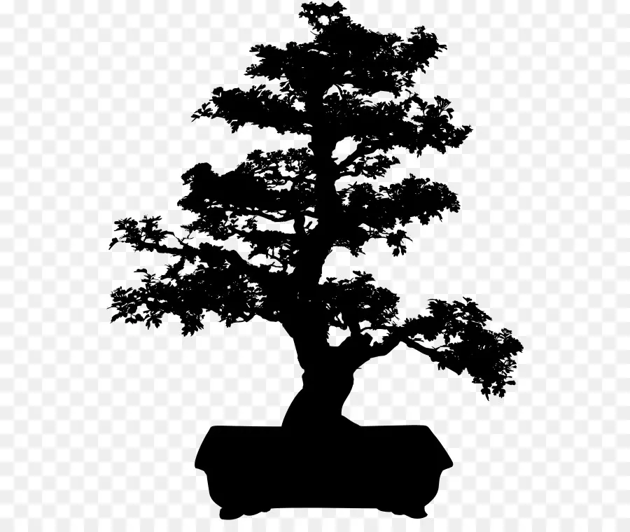 Árbol Bonsái，Árbol PNG