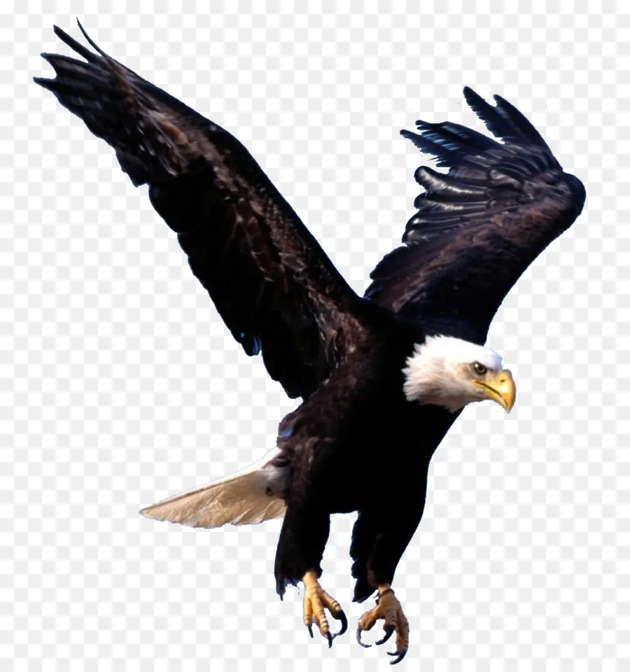 águila Calva，Águila PNG