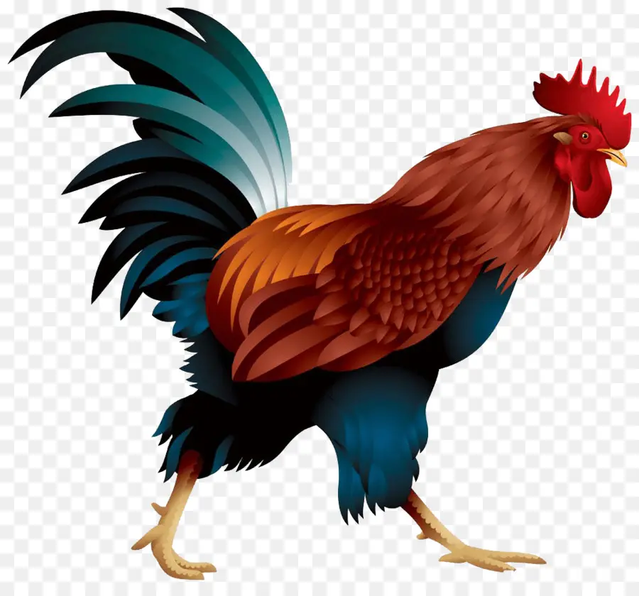 Pollo，Pájaro PNG