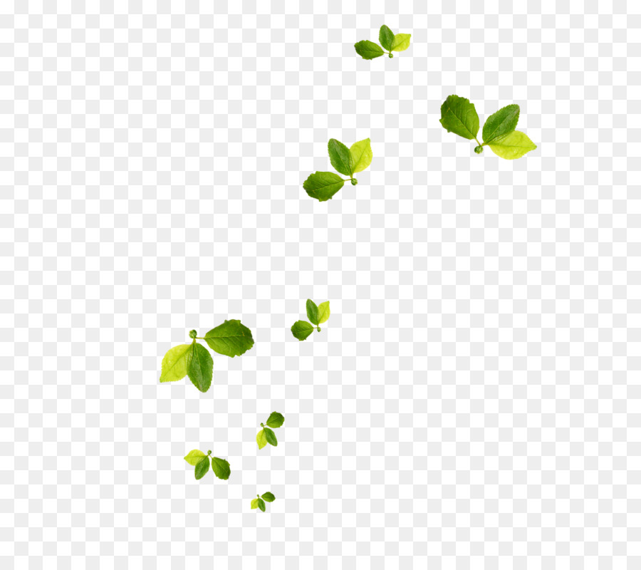 Hojas Verdes，Planta PNG