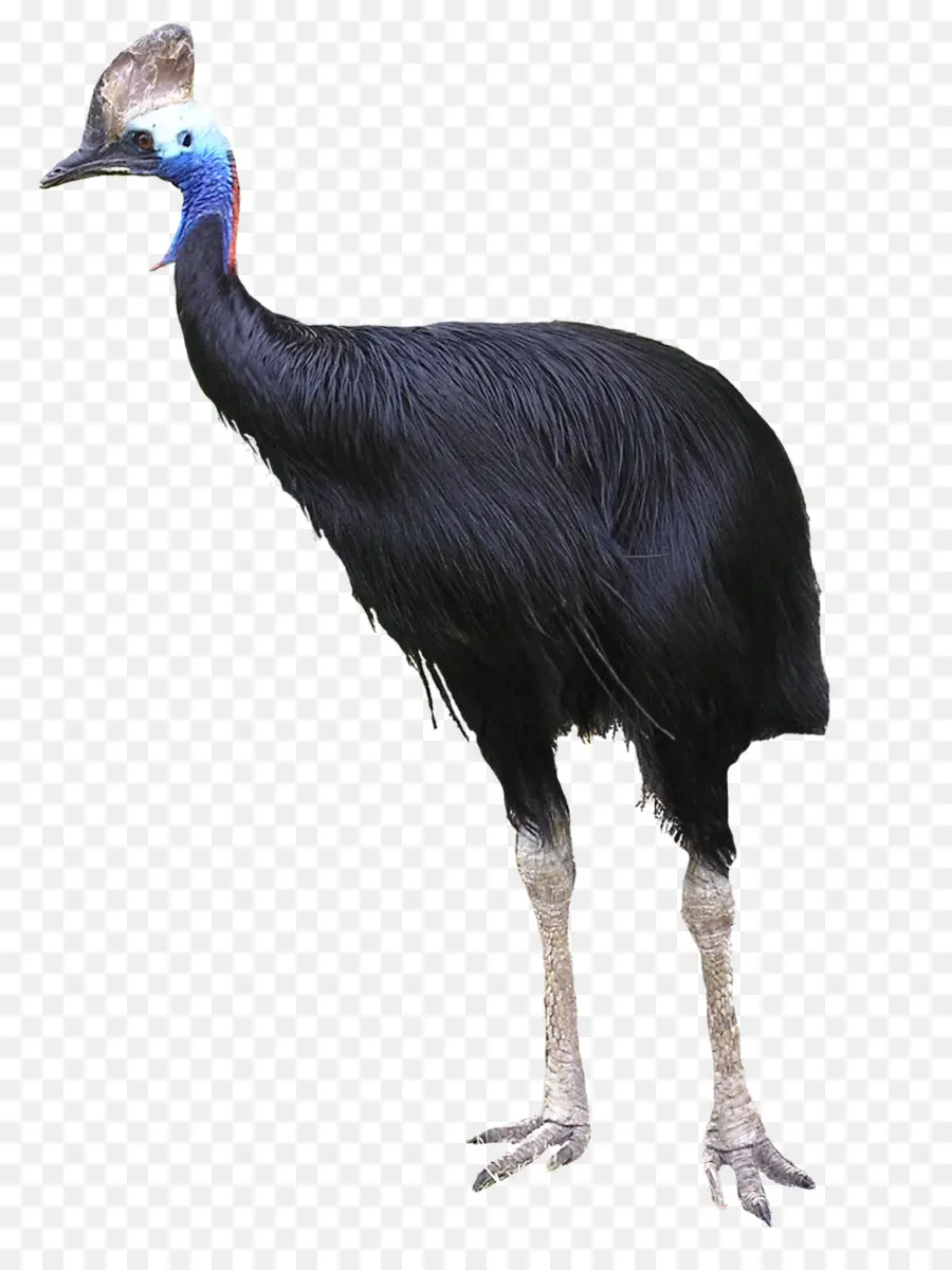 Común De Avestruz，Pájaro PNG