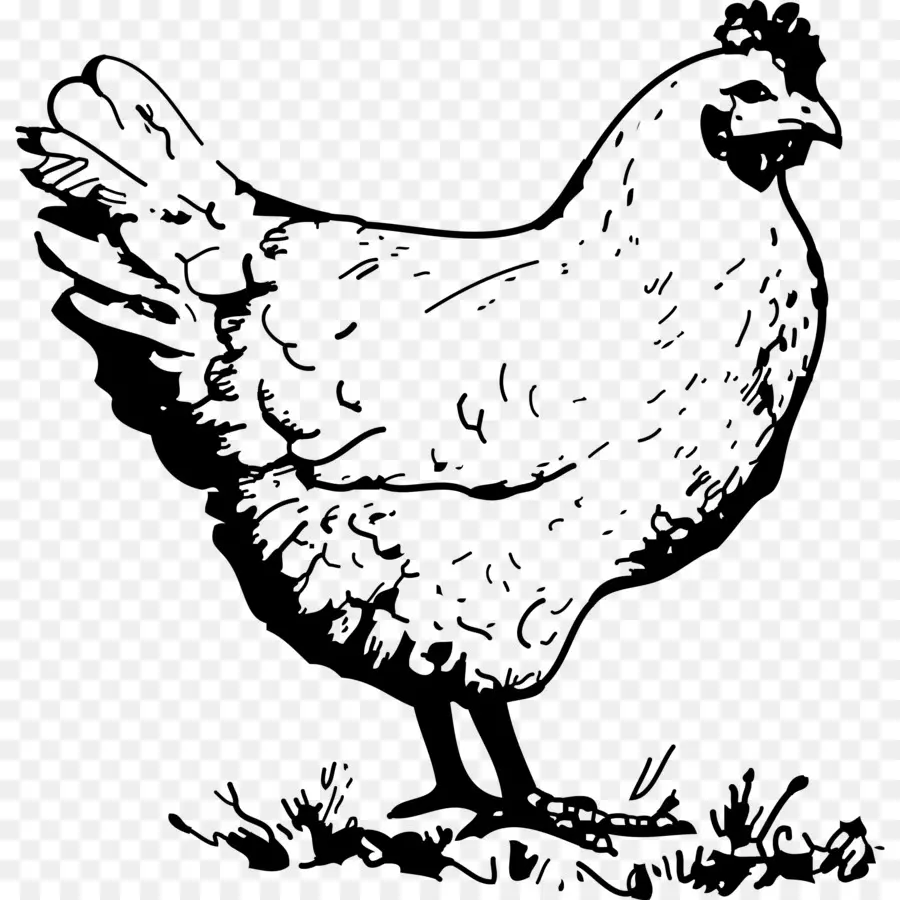 Pollo，Gallina PNG