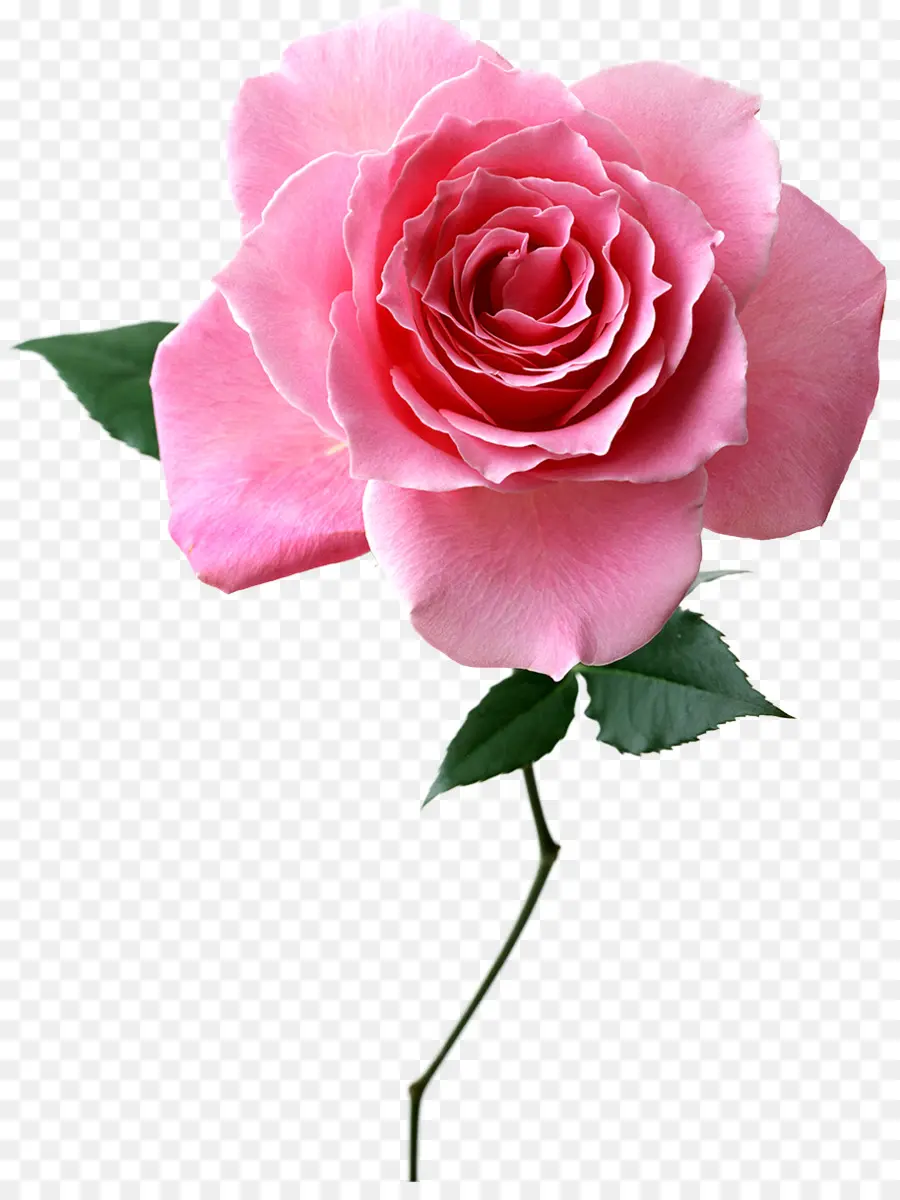 Flor，Rosa PNG