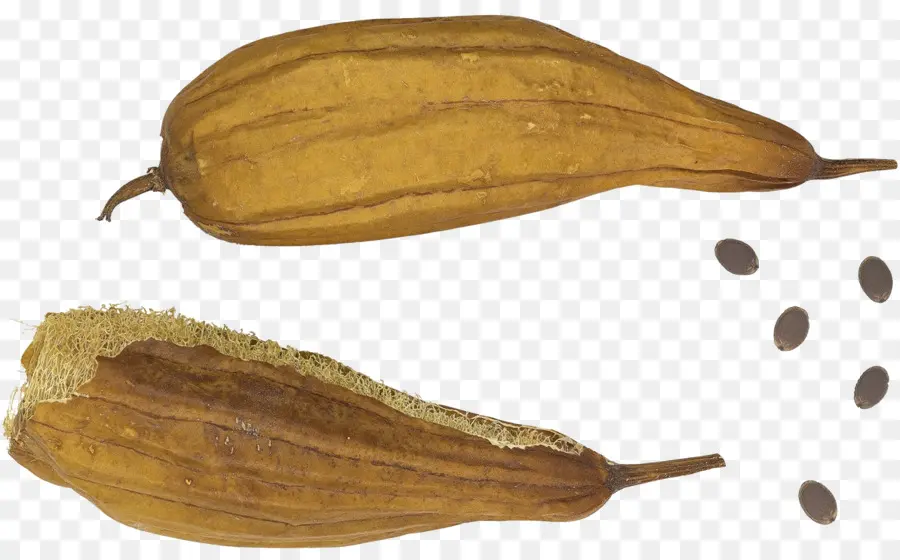 Calabaza，Esponja De Calabaza PNG