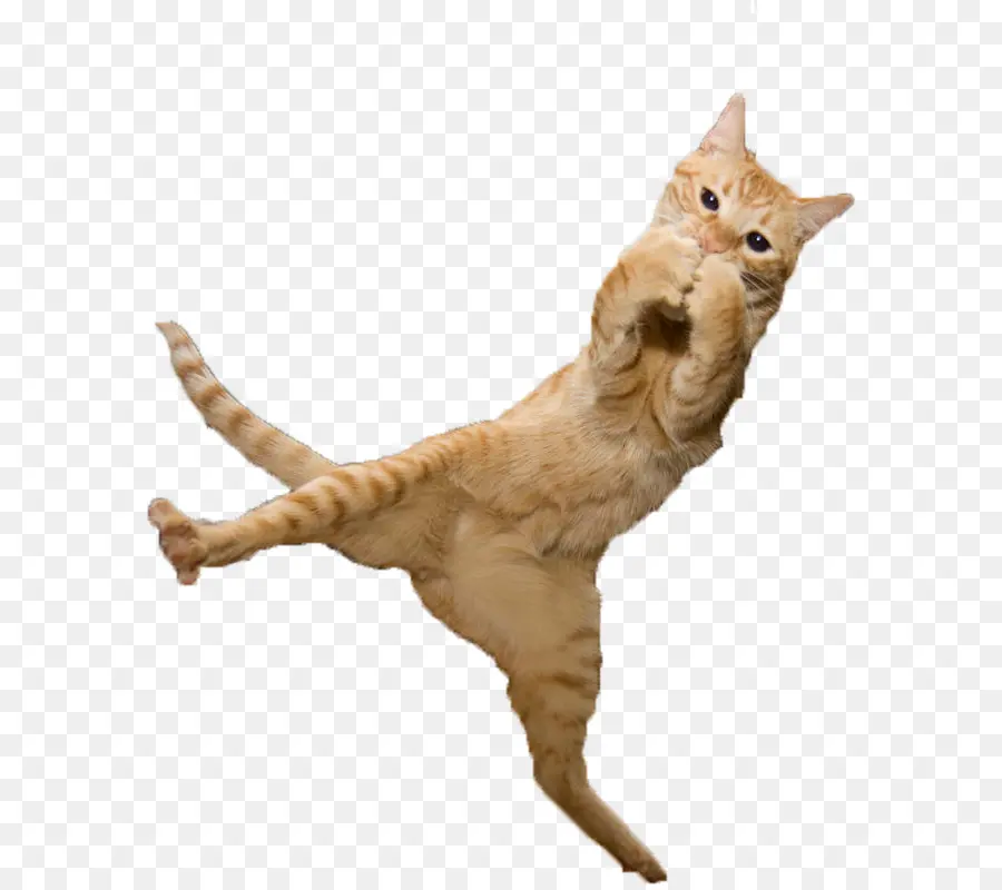 Gato Saltando，Mascota PNG