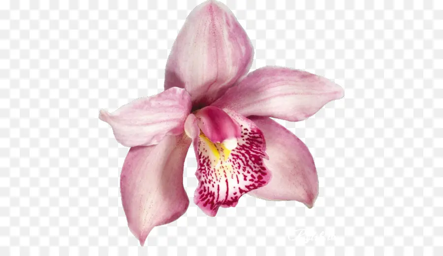 Orquídea，Flor PNG