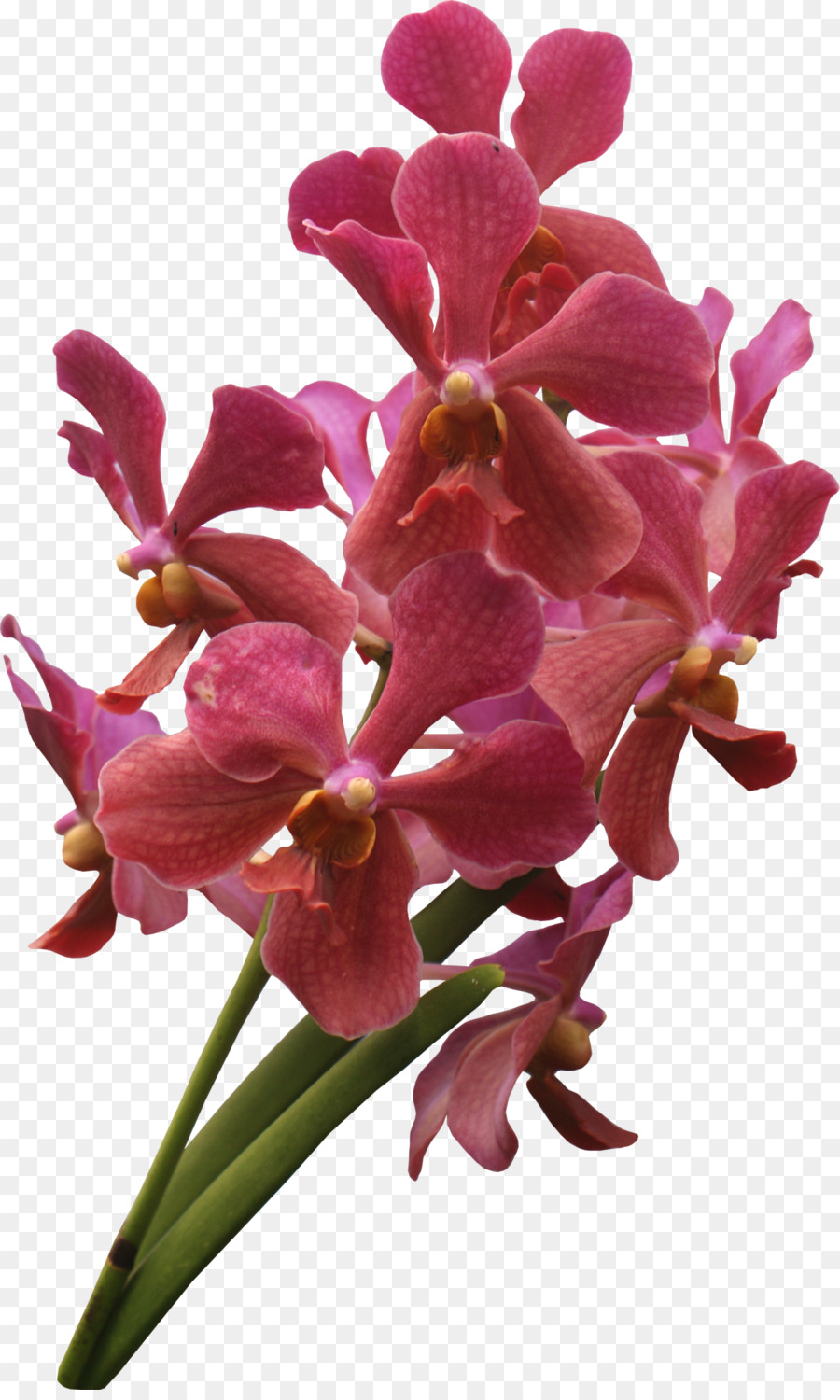 Orquídea Roja，Orquídea PNG