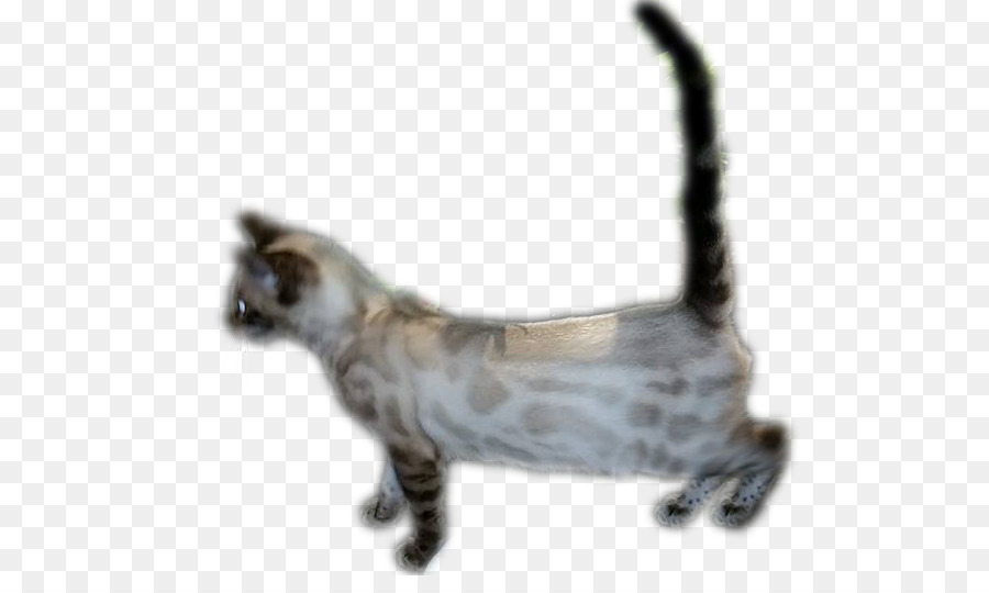 Gato De Bengala，Americano Tlaya PNG