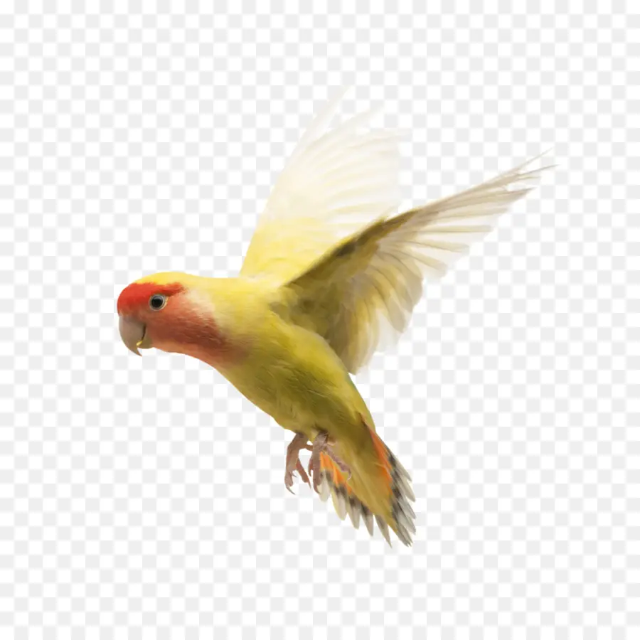 Loro，Pájaro PNG