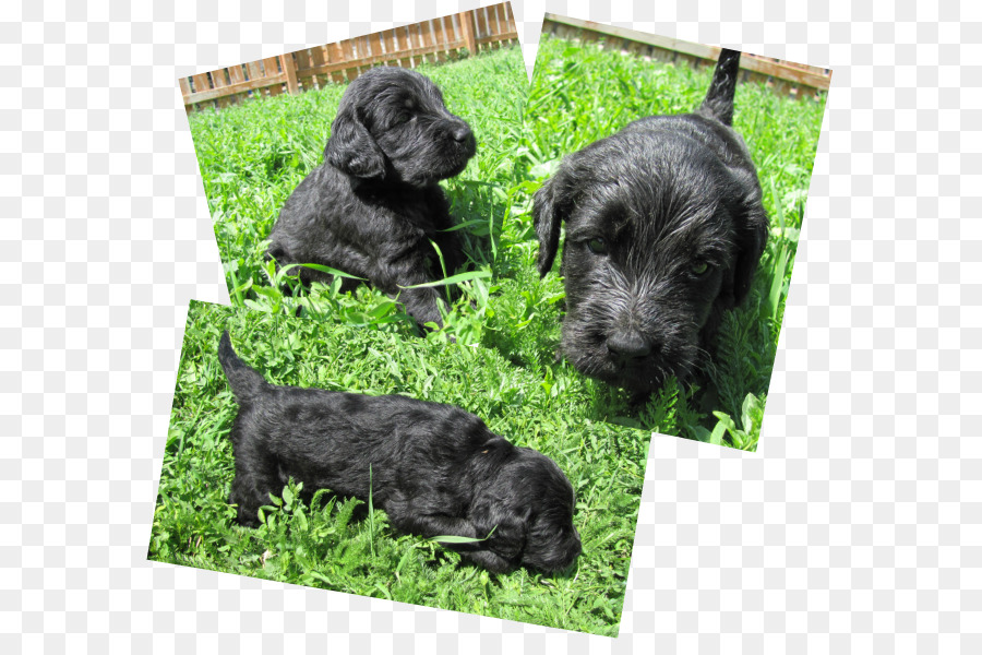 Schnauzer Miniatura，Cesky Terrier PNG