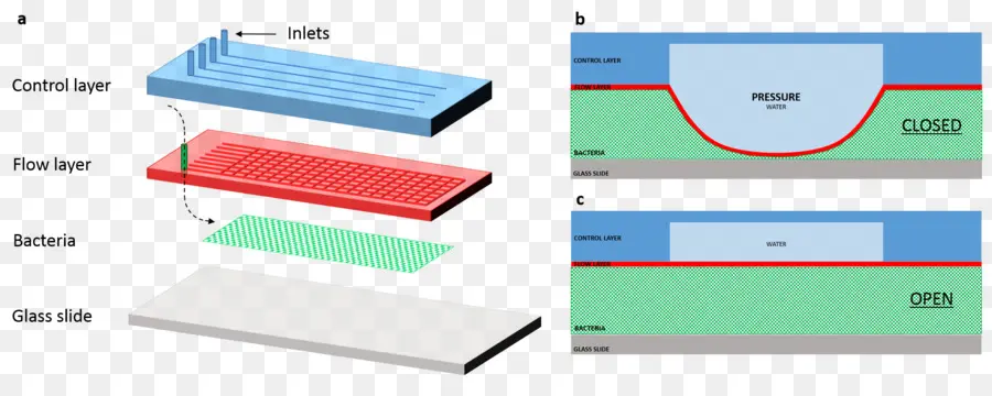 Diagrama De Dispositivo De Microfluidos，Ciencia PNG